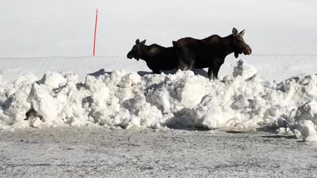 Moose near Jackson Hole WY (Winter)