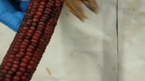 how purple the corn is