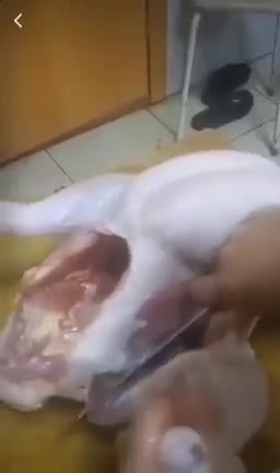 dissected chicken 4 months after the jab wtf