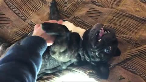 French bulldog bites his owner