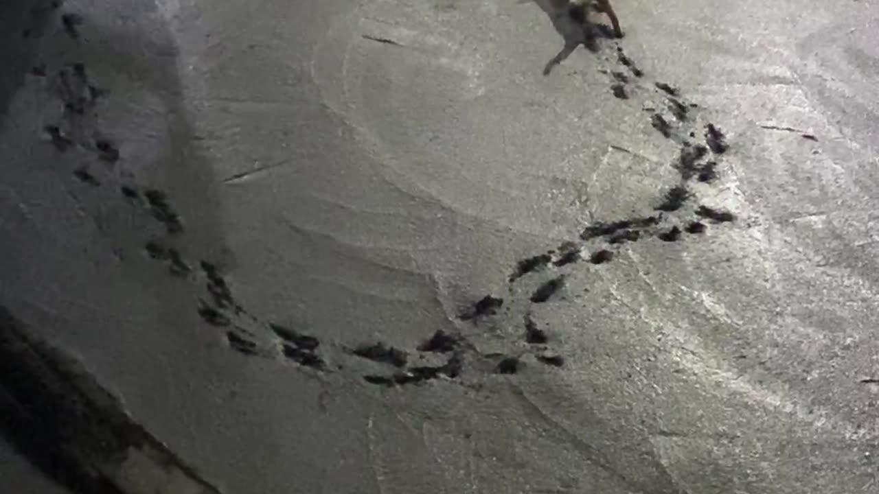 Cat Leaves Paw Prints on Wet Cement