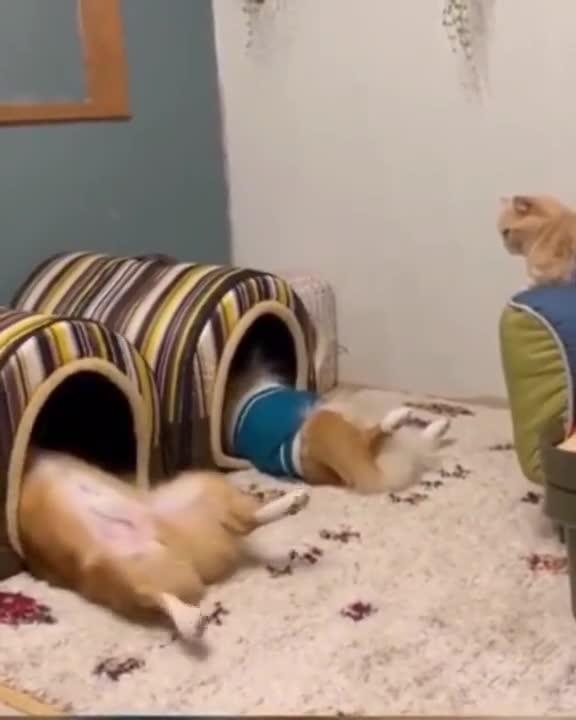 Love the Cat's expression