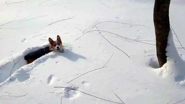 Well at least one creature is enjoying the snow .