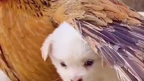 Funny Dog Video