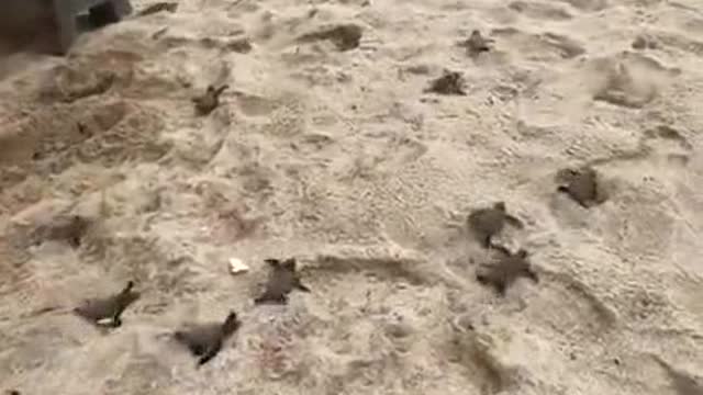 A sea turtle nest hatched next to her on the beach