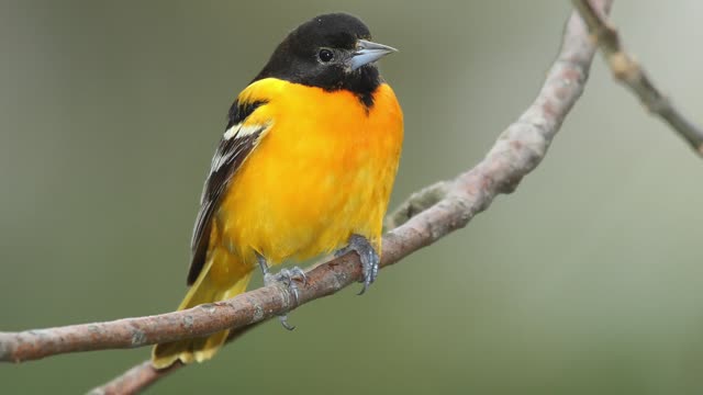 Baltimore Oriole Songbirds, Songs Birds, Bird Nature Song Call Calling Chirps, Birds Vocalization