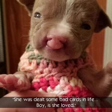 Tiny Pit Bull Overcomes The Odds In Her Struggle For Life
