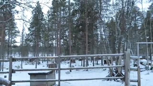 Alaskan & Siberian Huskies howling in the Arctic Wilderness