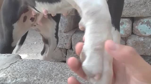 El mejor perro educado en rumble// un perro chistoso