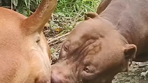 Bull dog mating