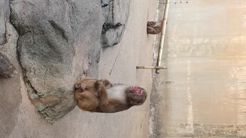 Zoo monkey 1