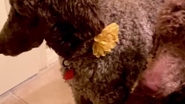 Doggies follow mom everywhere, even when she goes to the bathroom! 😬🙄🤣