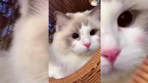 Cute & Funny Animals Videos 🐕‍🦺 Pets, Dogs & 🐱 Cats Compilation #pets #animals
