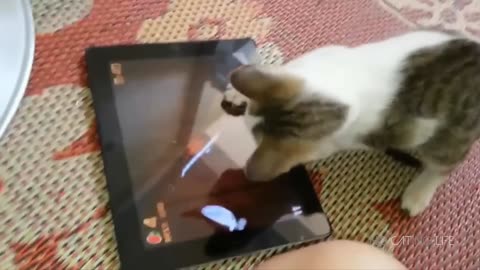 Funny Cats Compilation (Part 1)
