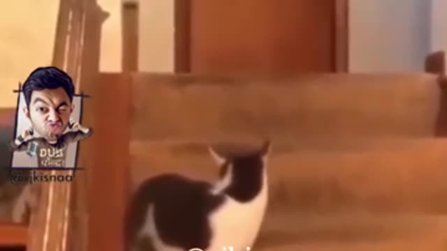 Baby Kitty(cat) slap dog funny video 2022 🤣