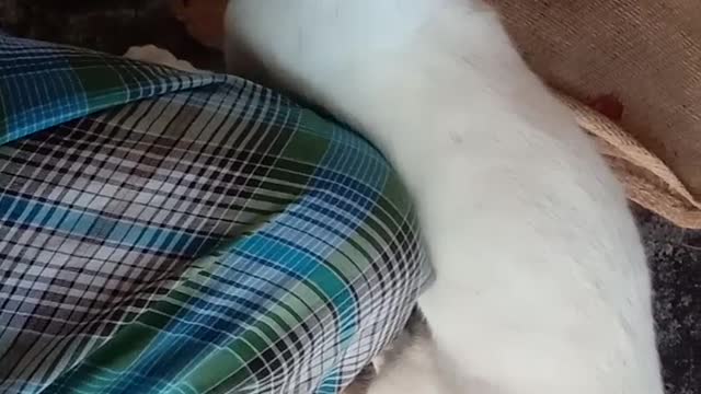 Massaging cat , relaxing mind of cat