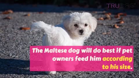 How to feed my maltese