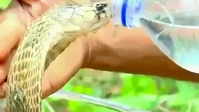 Forest Officer drink water to cobra snake