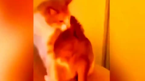 cat and dog funny video