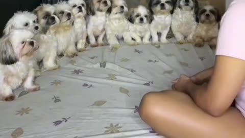 Shih Tzu Family Rumble