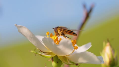 Hoverflies, flower flies or syrphid flies, insect family Syrphidae