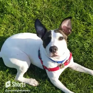 Roger and the Fuzzy tails