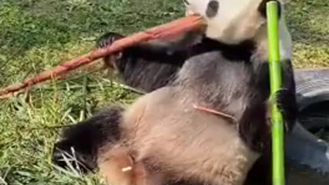 Cute Panda Eating Bamboo!