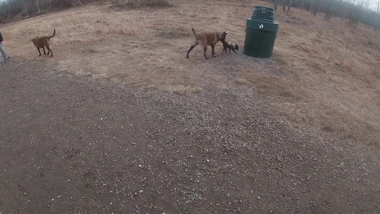 Pair Of Belgian Malinois In A Dog Park. Something That Trainers Declare Shouldn't Happen.