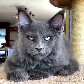 What would you name him?