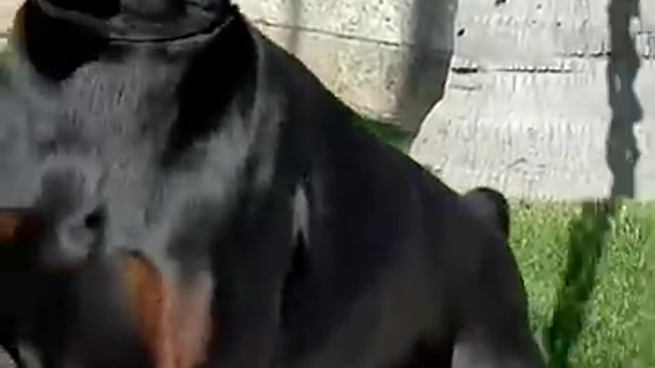 Venom the Doberman