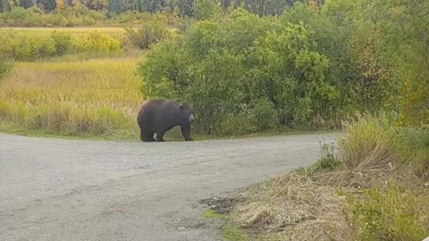 WOW!!! Fat Bear Parade