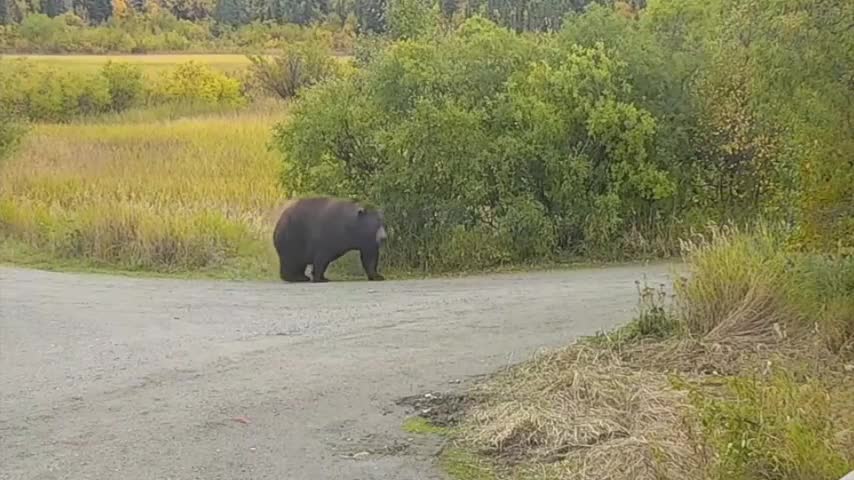 WOW!!! Fat Bear Parade