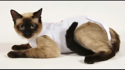 94 Craft Ideas Cat Clothes