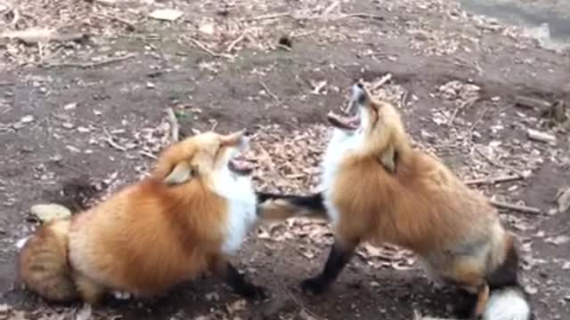 Collab copyright protection - laughing fox vine