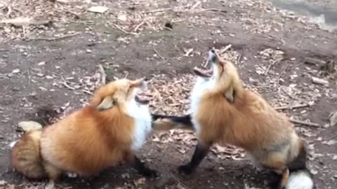Collab copyright protection - laughing fox vine