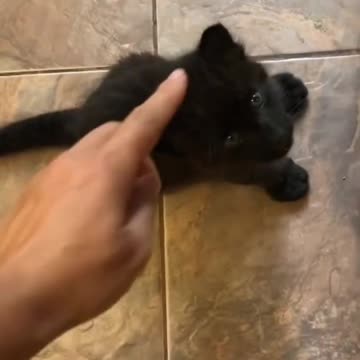 Baby Luna _ Panthera Luna😍😈