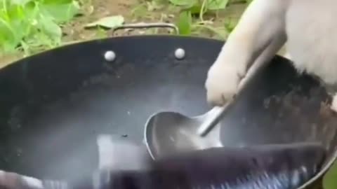 Puppy is frying fish