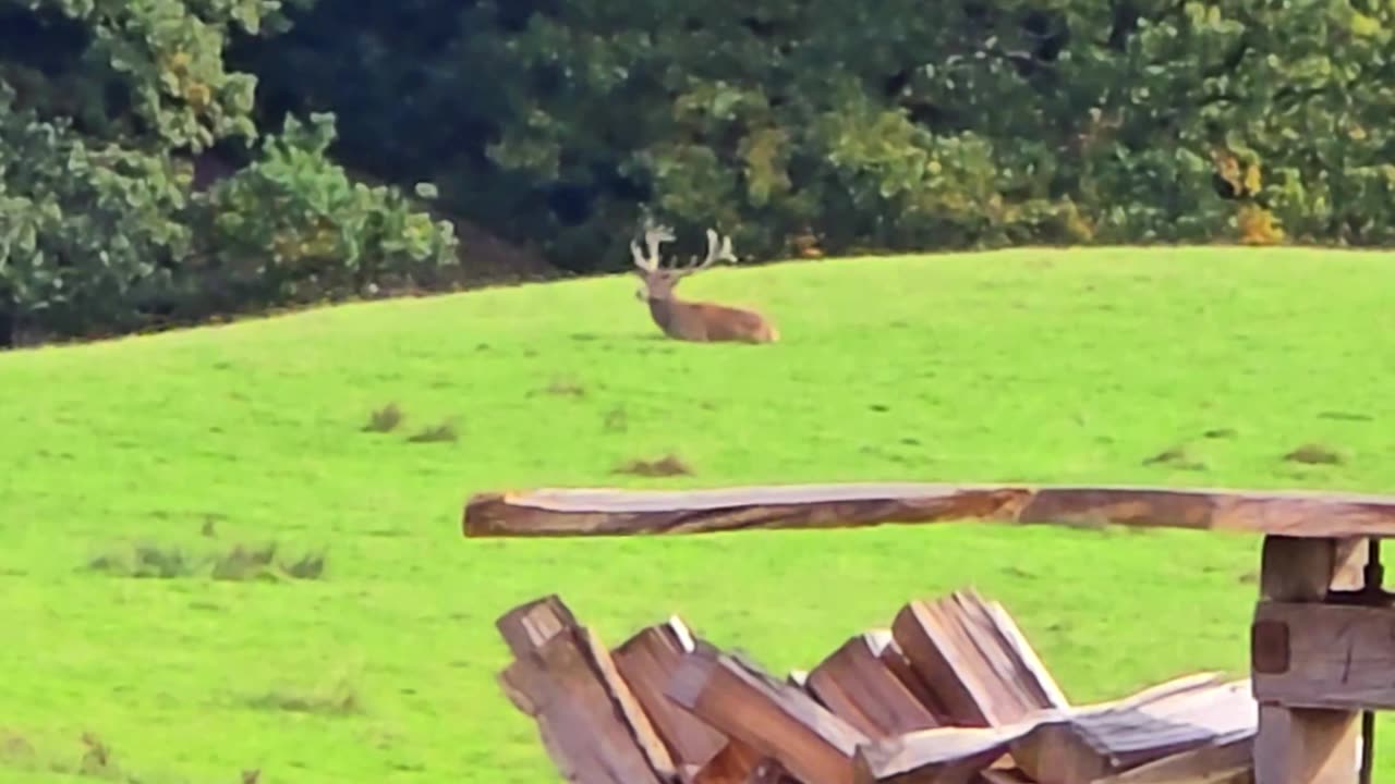 Deer in the enclosure