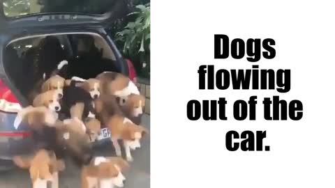 Dogs flowing out of the car