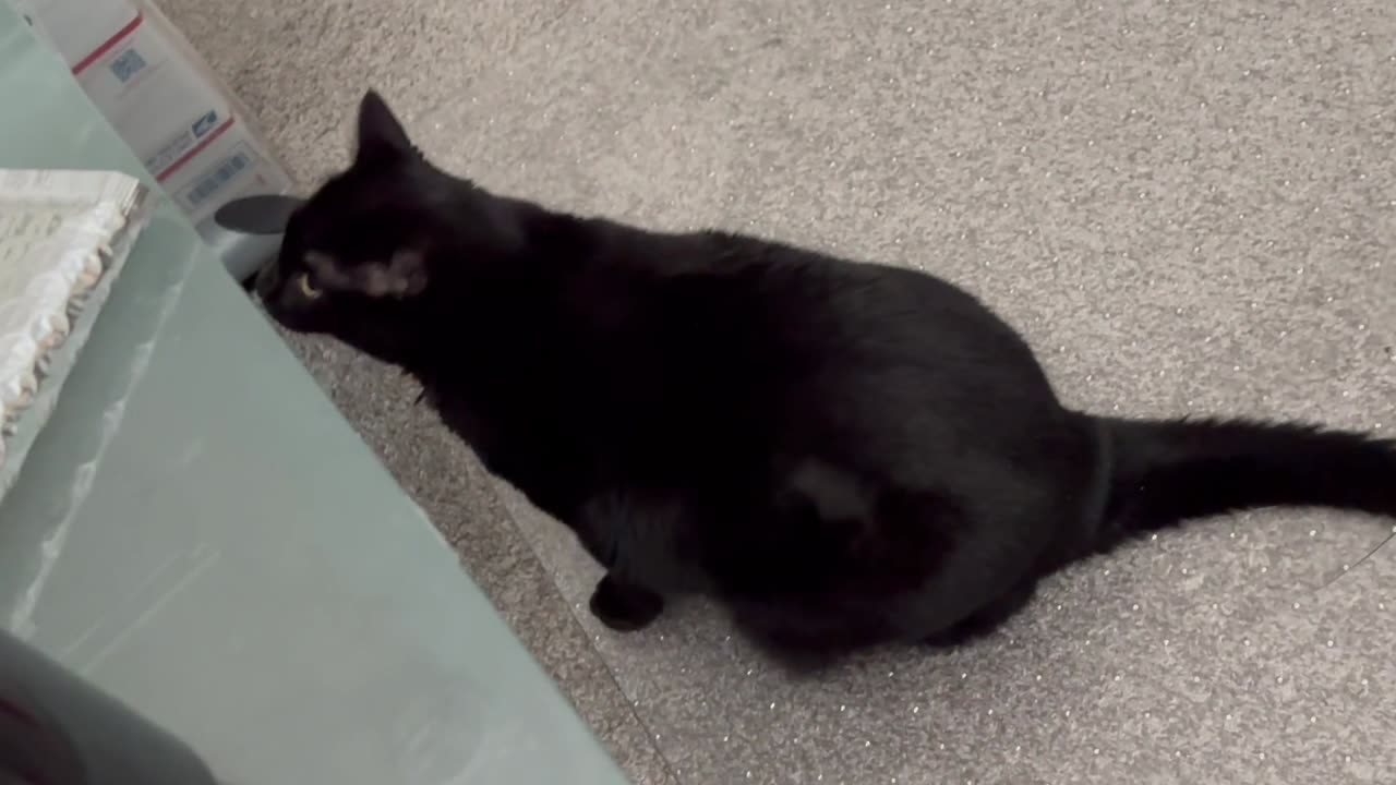 Adopting a Cat from a Shelter Vlog - Cute Precious Piper is a Self Starter