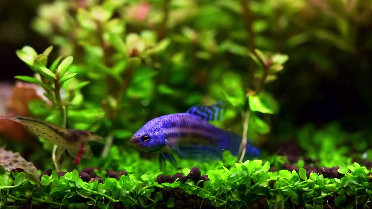 My new Betta fish