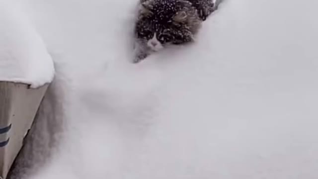 cat and snow