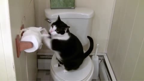 Cat unwinds toilet paper