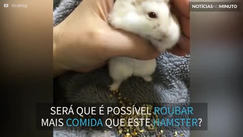 Hamster é pego no flagra com comida de passarinho nas bochechas