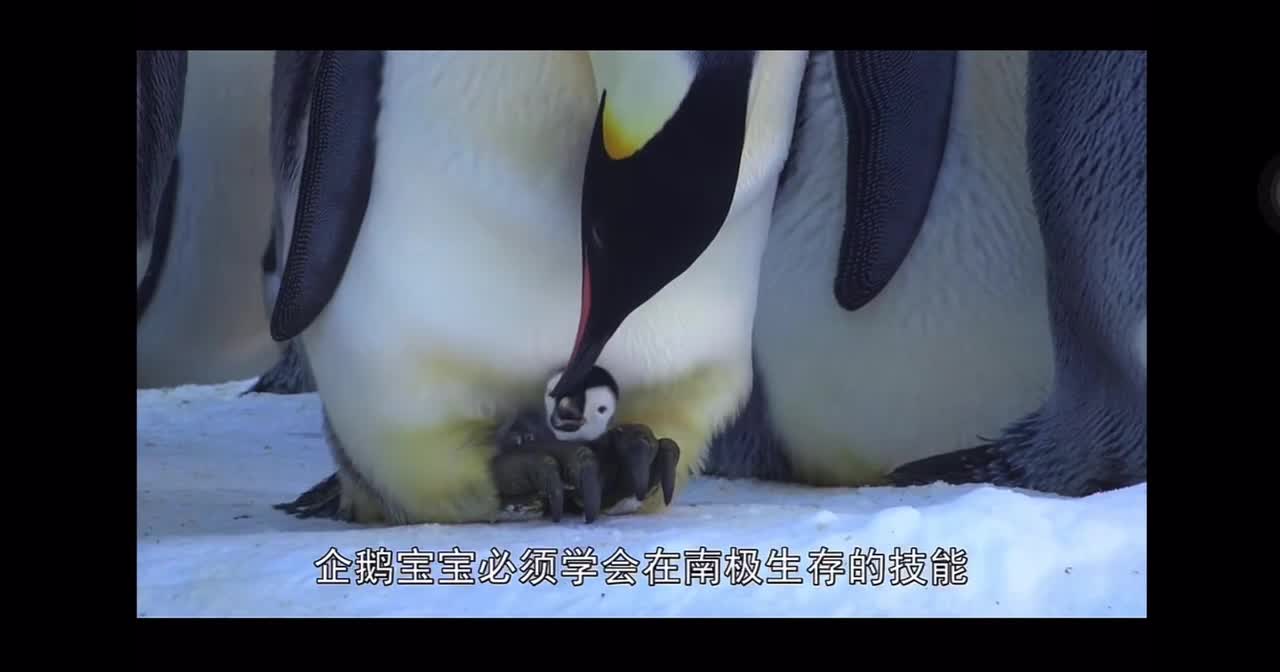 The story of Spot the Penguin5