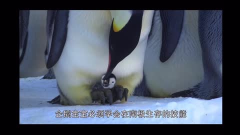 The story of Spot the Penguin5