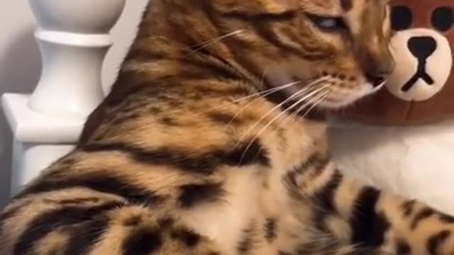 Funny Cat and Dog Videos Compilation