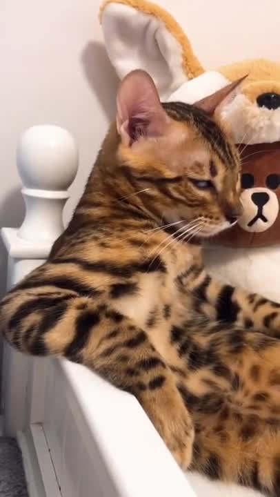 Funny Cat and Dog Videos Compilation