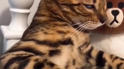 Funny Cat and Dog Videos Compilation