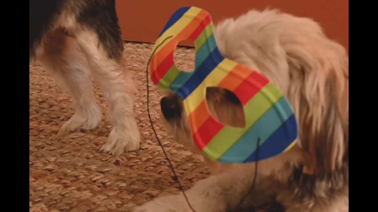 Dog video